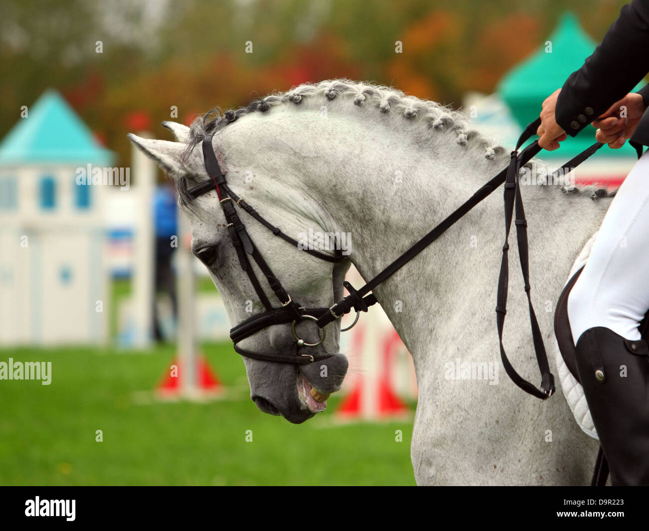 Beau portrait avec une bride cheval de dressage Banque D'Images