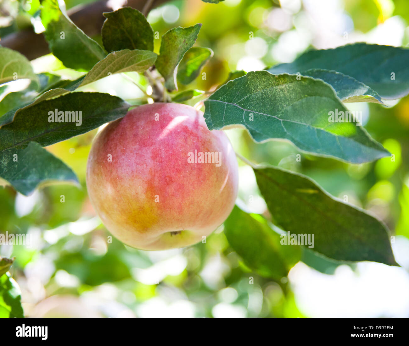 Apple Tree Banque D'Images