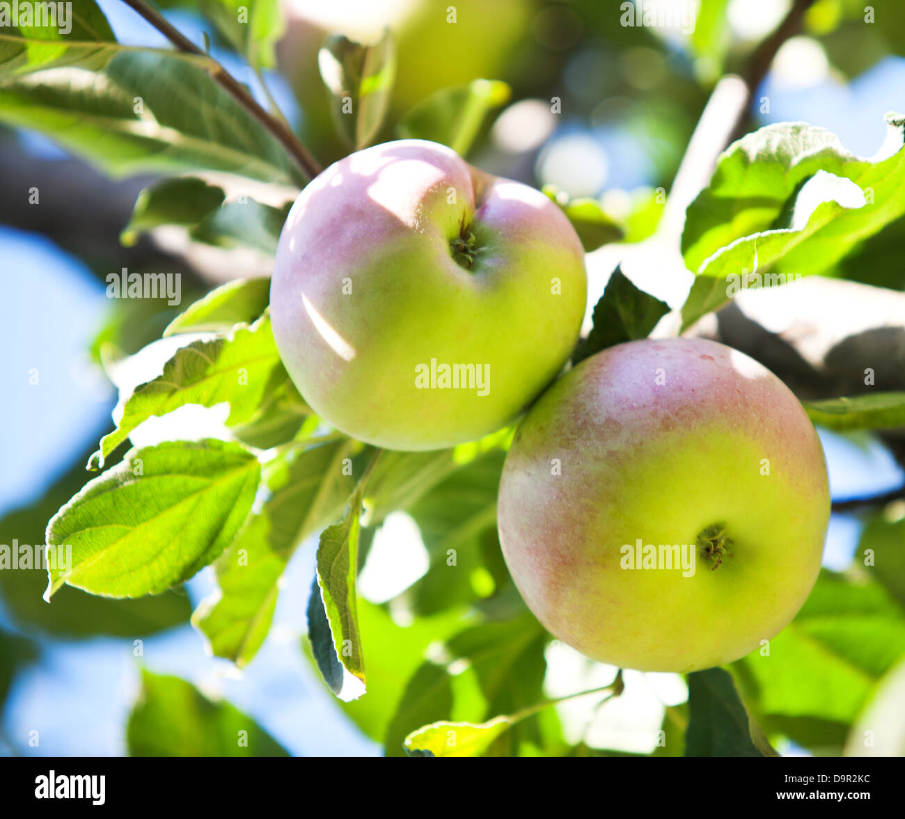 Apple Tree Banque D'Images