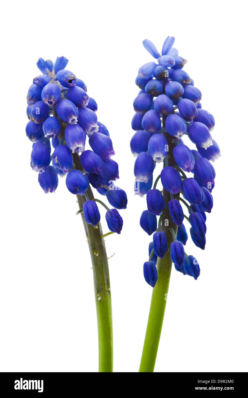 Springs ' fleurs Muscari' , Isolated on white Banque D'Images