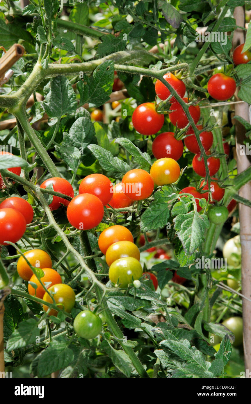 Sweet Million tomates cerise sur la maturation. Banque D'Images