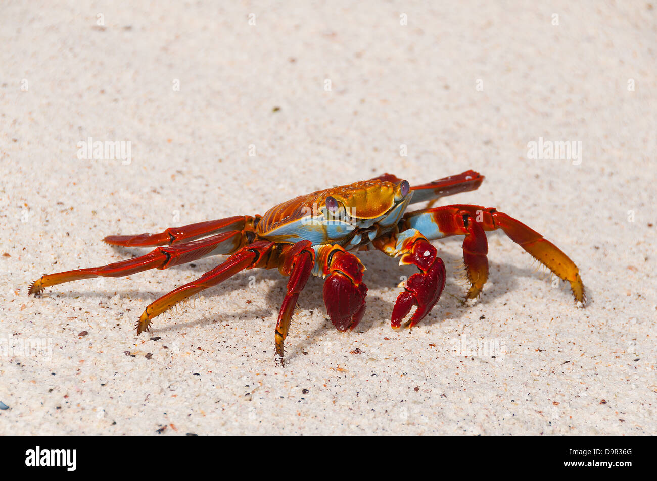 Un Sally Lightfoot Crab alerte pour la chasse sur une plage dans les îles Galapagos Banque D'Images