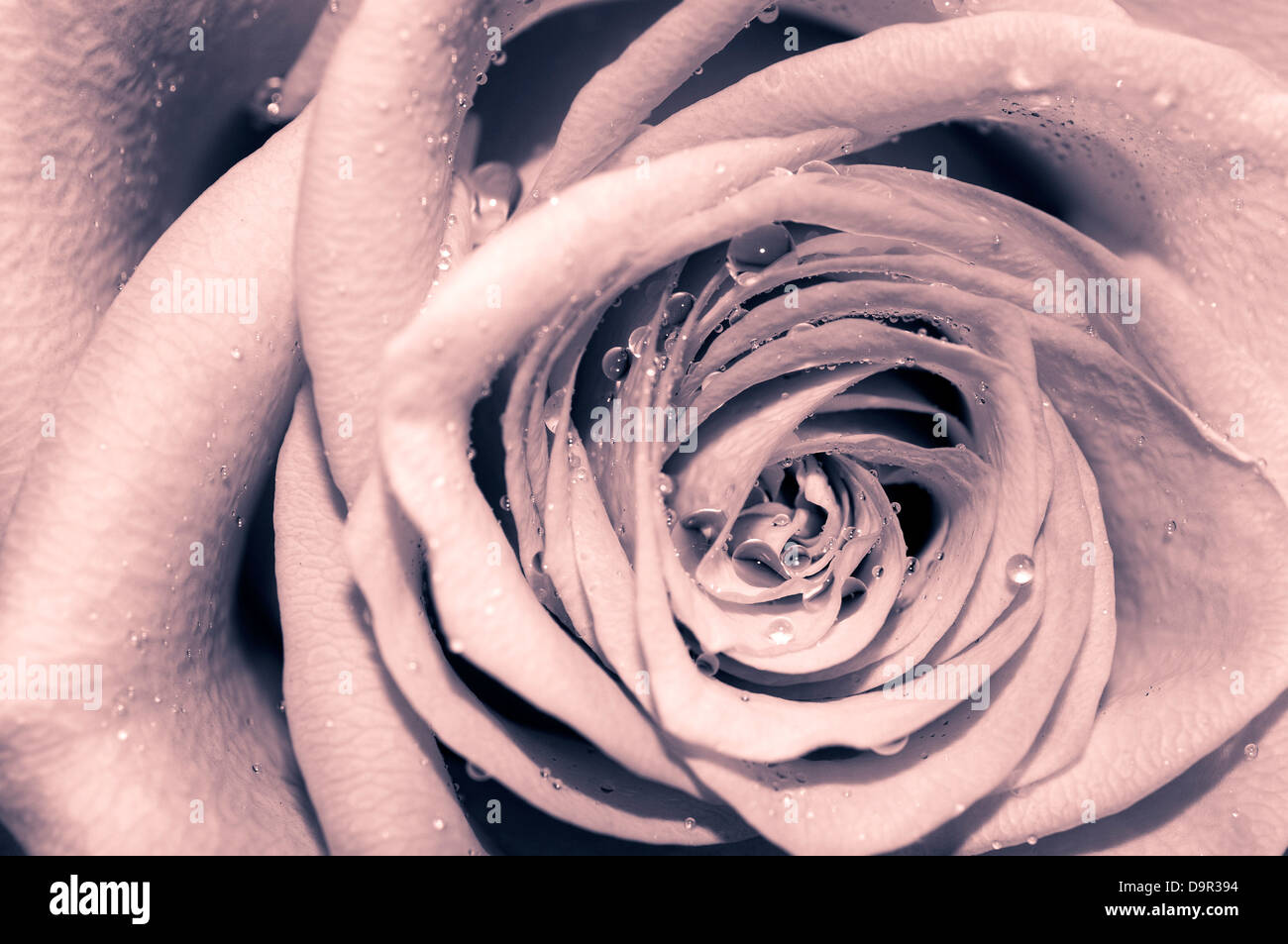 Rose dans le style rétro Banque D'Images