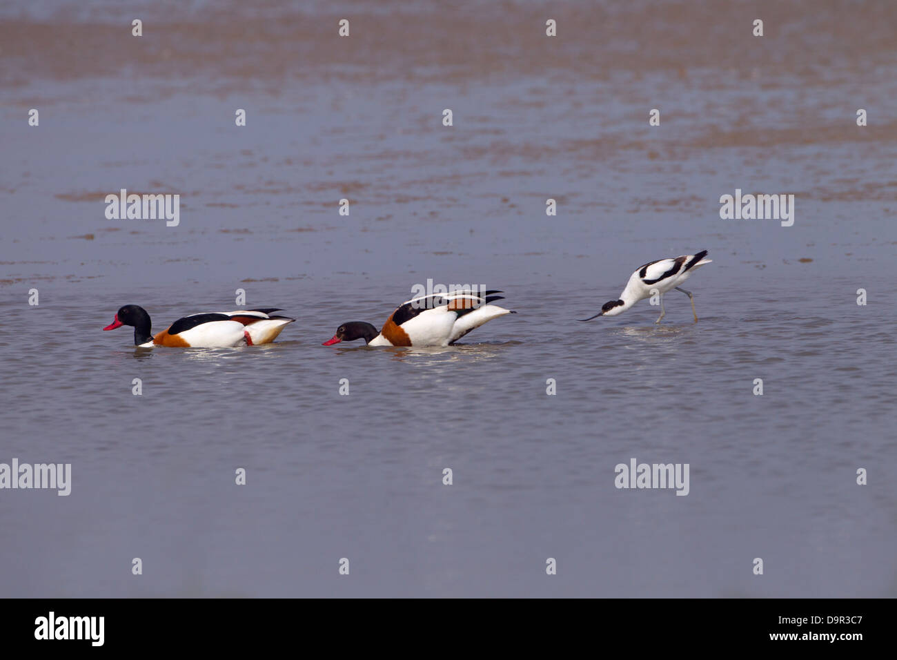 Avocette élégante Recurvirostra avocetta accompagne l Shellducks Banque D'Images