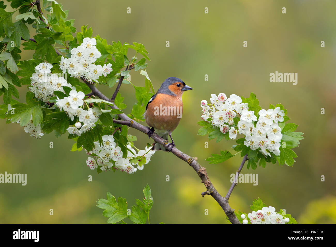 Chaffinch Fringilla coelebs mâle sur l'arbre d'aubépine avec fleur de printemps Banque D'Images