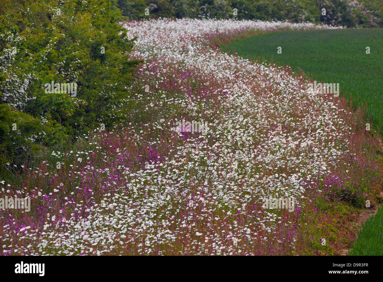 Red campion Silene dioica et ox-eye tribunes sur marge terrain Norfolk UK Juin Banque D'Images