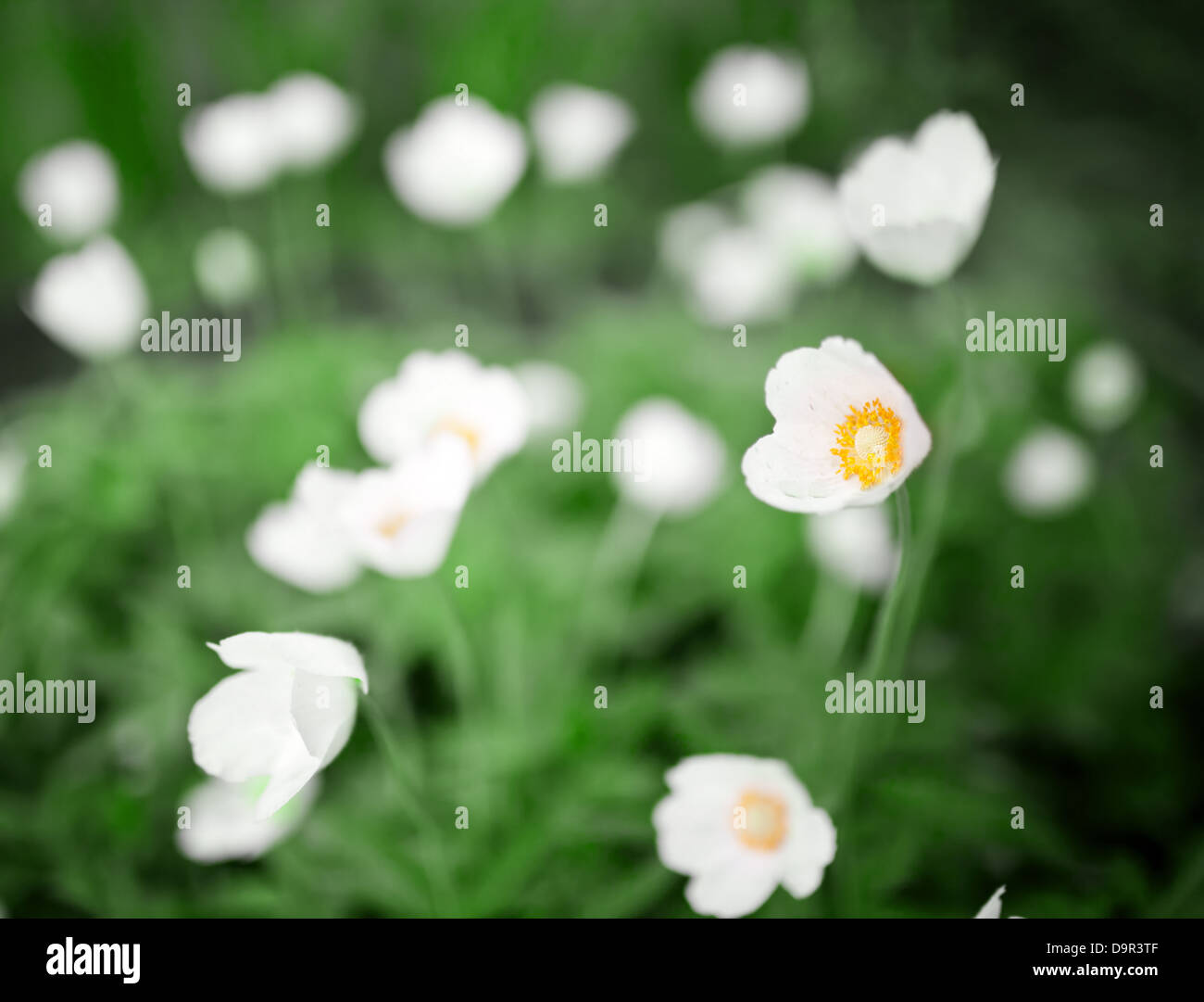 Fleurs blanches, la photo en gros Banque D'Images
