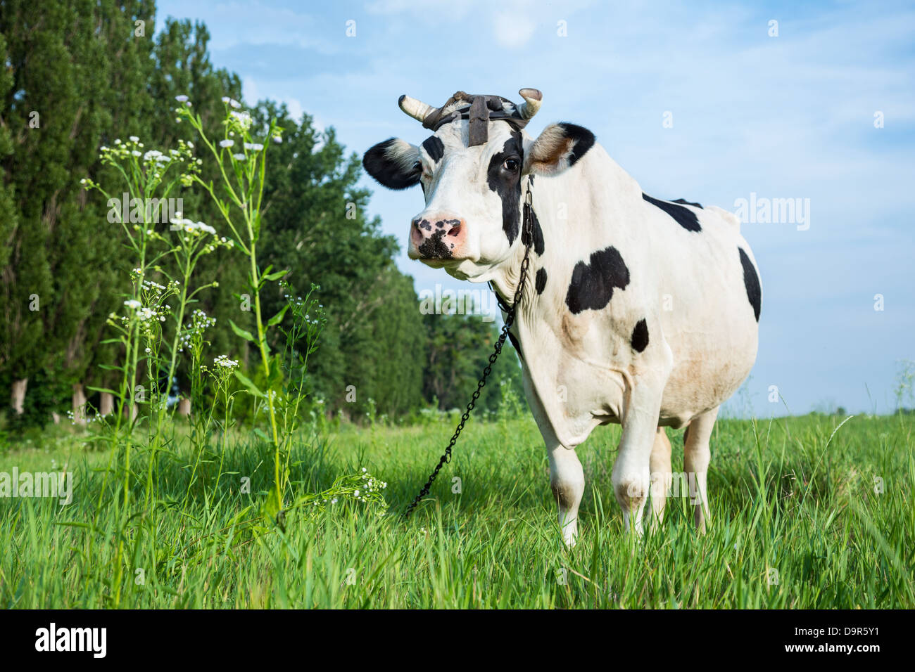 Drôle de couleur noir et blanc sur un pâturage des vaches laitières avec de l'herbe verte Banque D'Images