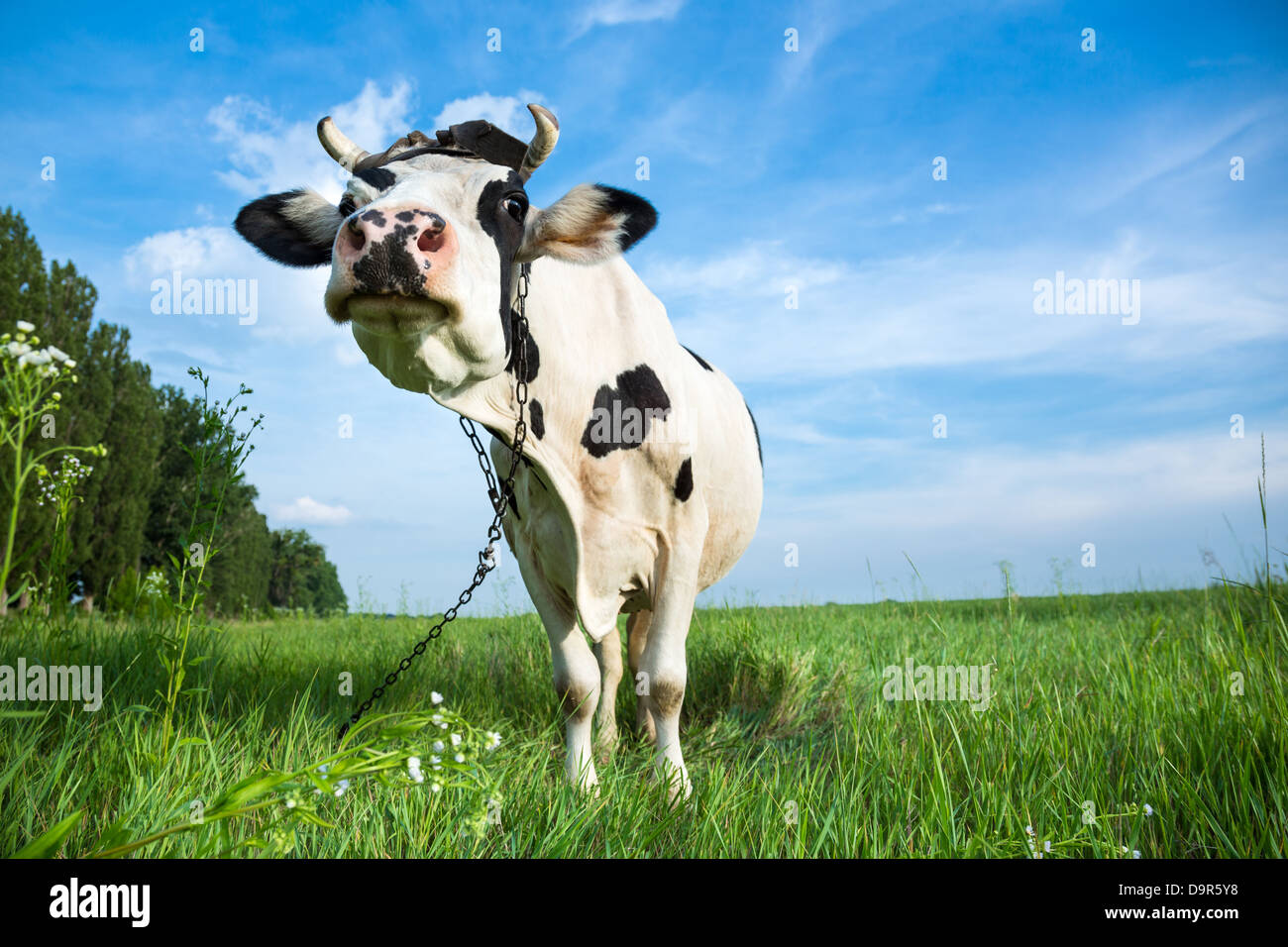 Drôle de couleur noir et blanc sur un pâturage des vaches laitières avec de l'herbe verte Banque D'Images