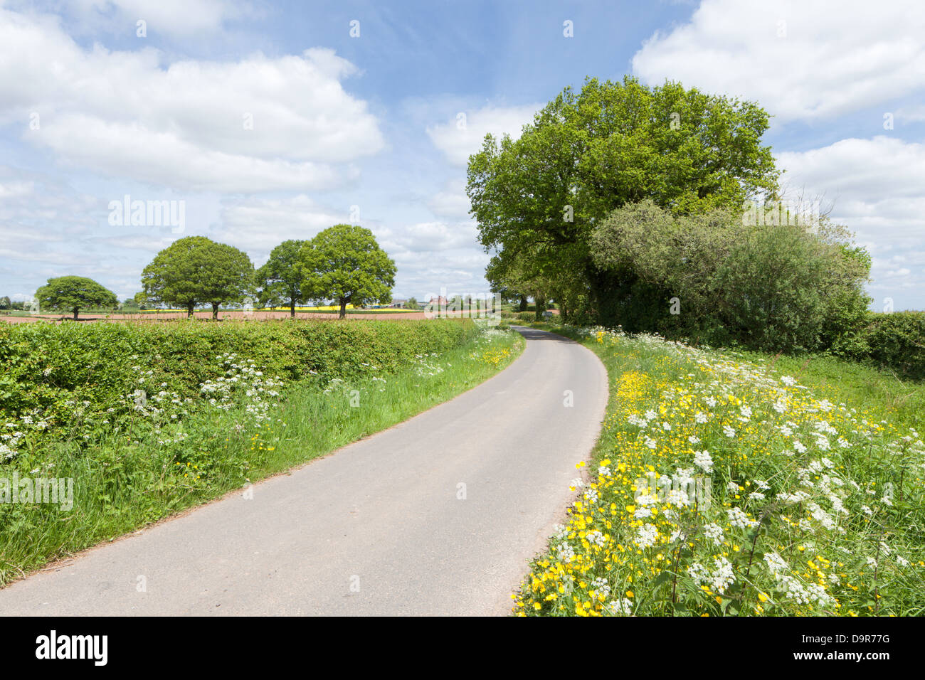 Chemin de campagne anglaise avec des fleurs sauvages qui tapissent les verges, Herefordshire, Angleterre, RU Banque D'Images