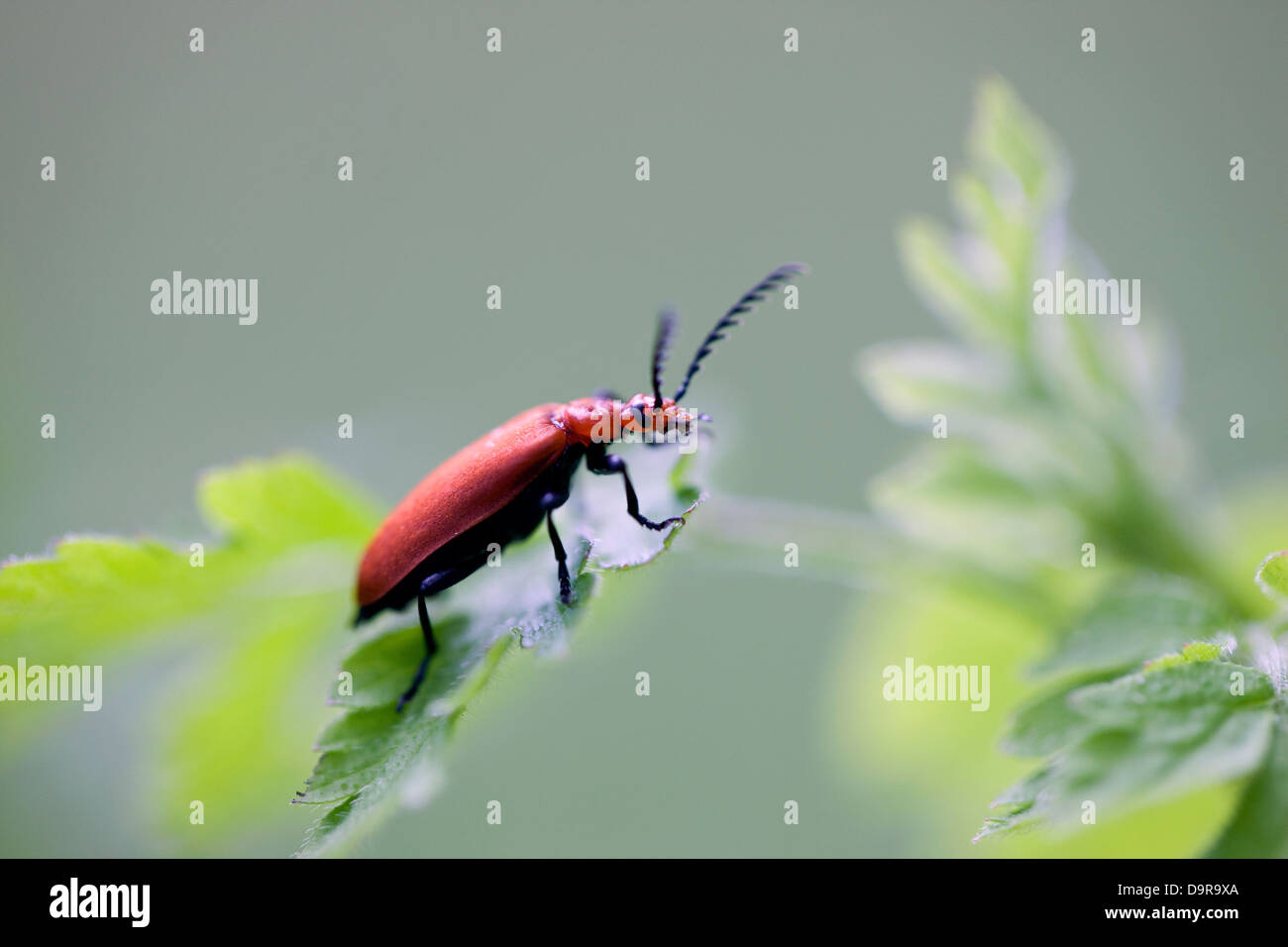 Scarlet Lily Beetle (Lilioceris lilii) beetleScarlet ou red lily Lily Beetle (Lilioceris lilii) ou red lily beetle Banque D'Images