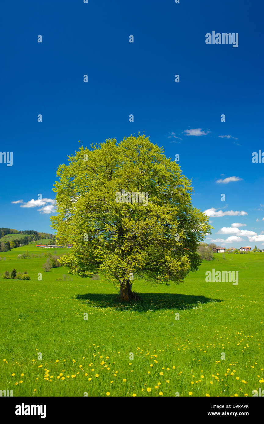 Seul gros hêtre tree in spring Banque D'Images