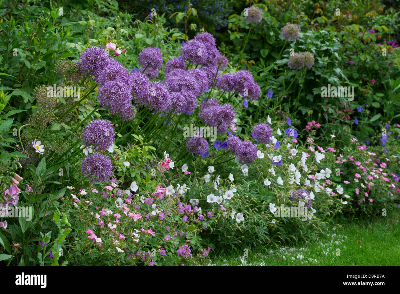 La fin du printemps fleur frontière dans un jardin anglais Banque D'Images