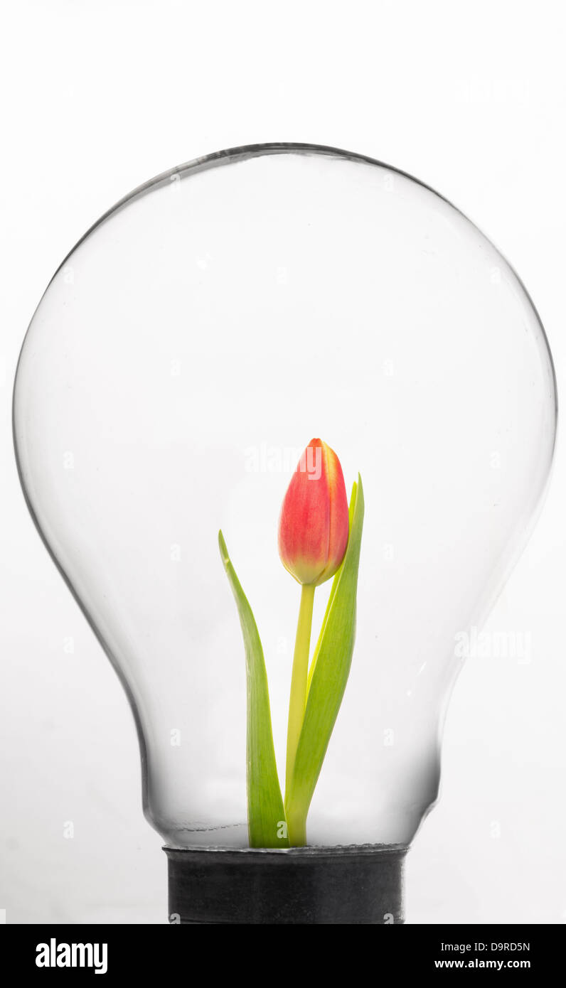 Tulip inside Light bulb Banque D'Images