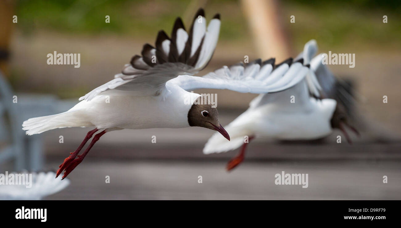 Mouette battant, de l'Islande. Banque D'Images