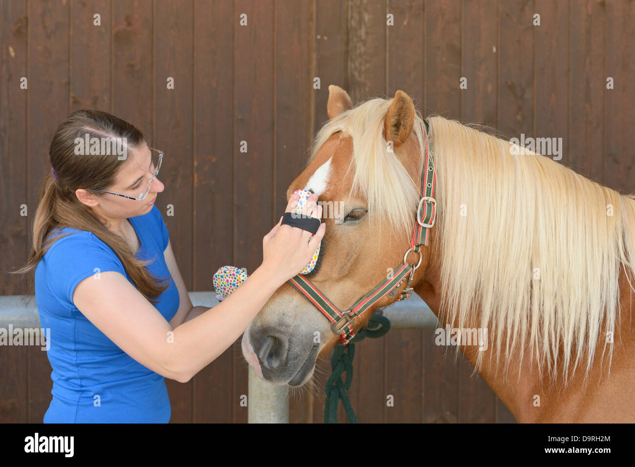 Rider sa toilette cheval Haflinger Banque D'Images