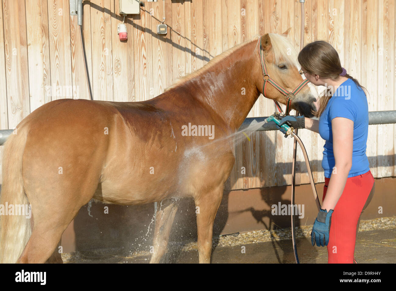 La douche un cheval Haflinger après l'équitation Banque D'Images