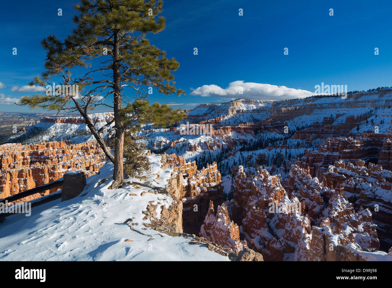 L'Amphithéâtre en hiver, Bryce Canyon, Utah, USA Banque D'Images