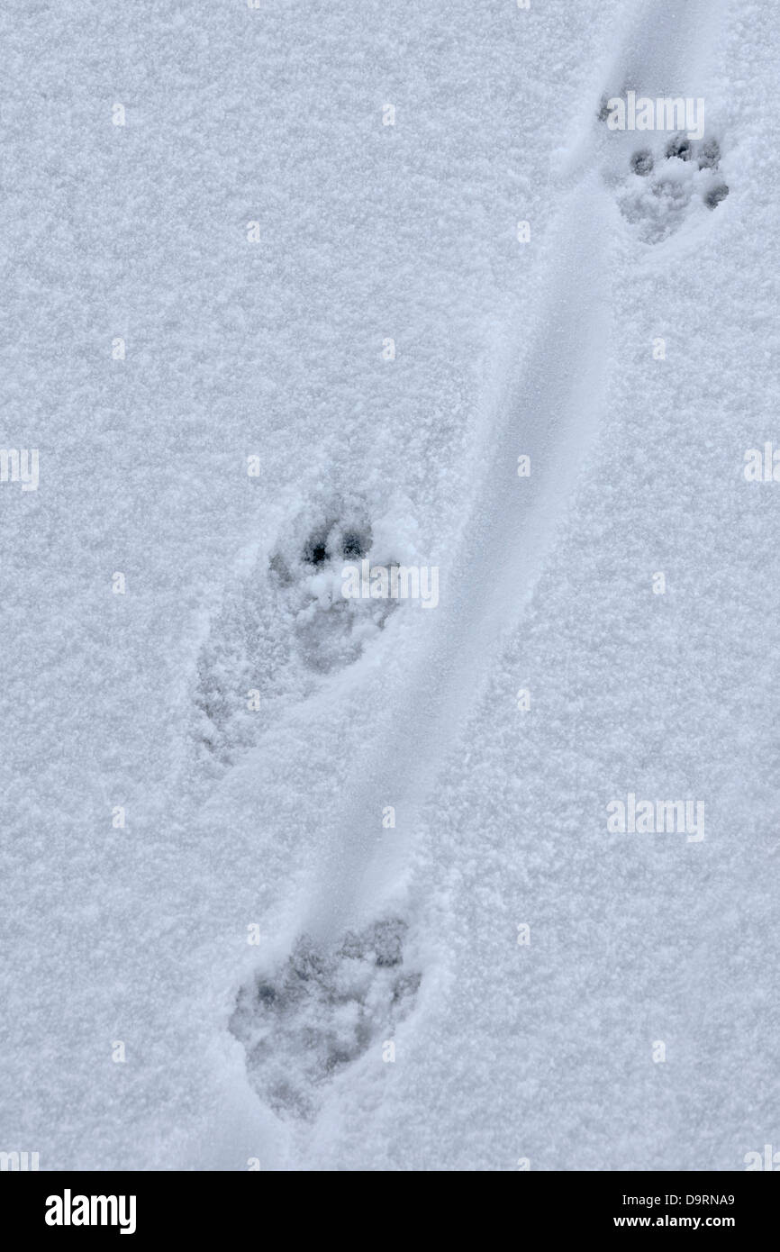piste-sentier-empreinte-empreintes-lutra-lutra-banque-de-photographies