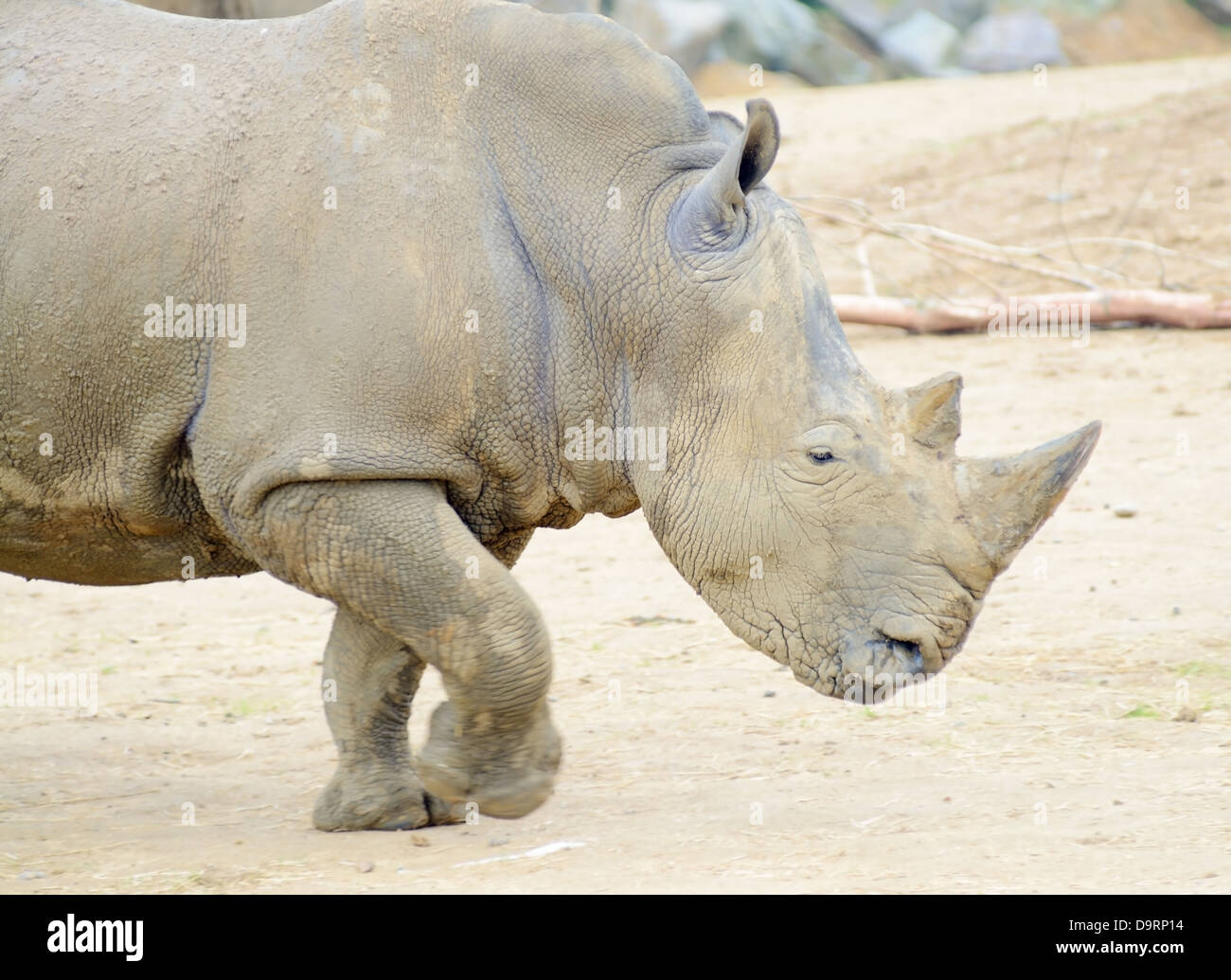 Profil de rhinocéros courir vite ou de charge Banque D'Images