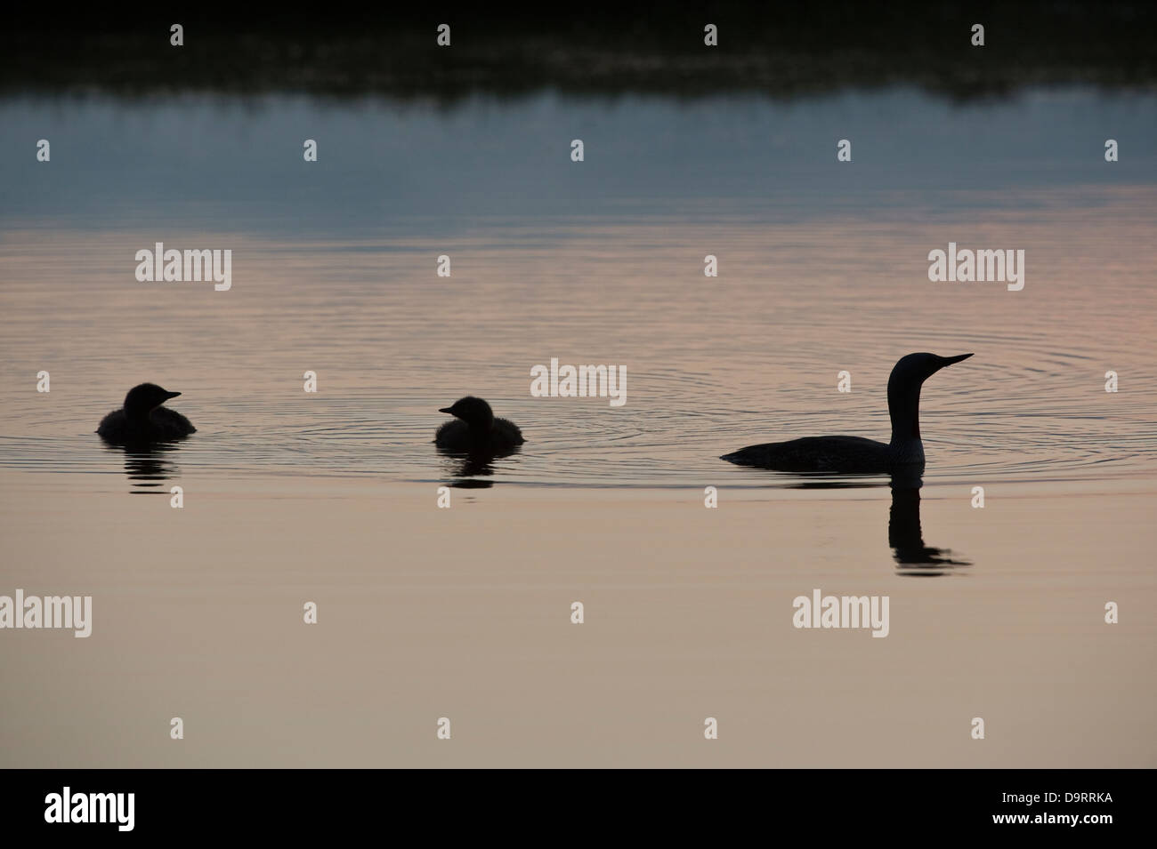 Jiujitsu (Gavia stellata) avec deux jeunes adultes dans la nuit du sud de l'Islande Europe des zones humides Banque D'Images