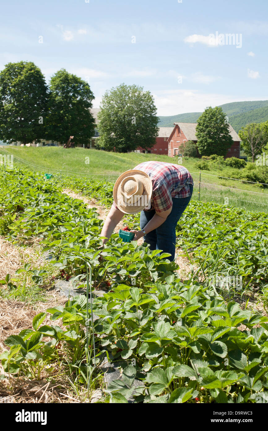 L'U Juin cueillir des fraises sont prêts à l'Agriculture soutenue par la Communauté [CSA] ferme dans le Vermont. Membre n'a sa propre préparation. Banque D'Images