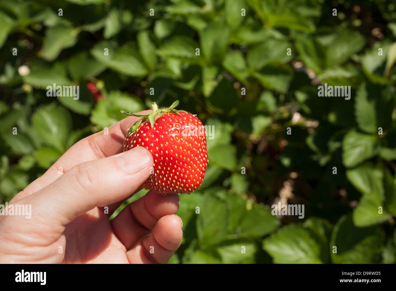 L'U Juin cueillir des fraises sont prêts à l'Agriculture soutenue par la Communauté [CSA] ferme dans le Vermont. Banque D'Images