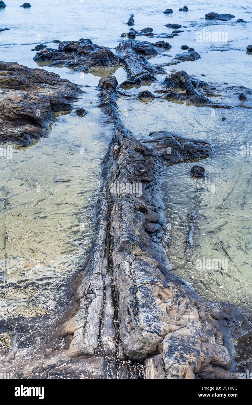 Forêt Pétrifiée, Curio Bay, Waikawa, Otago, Nouvelle-Zélande. Banque D'Images