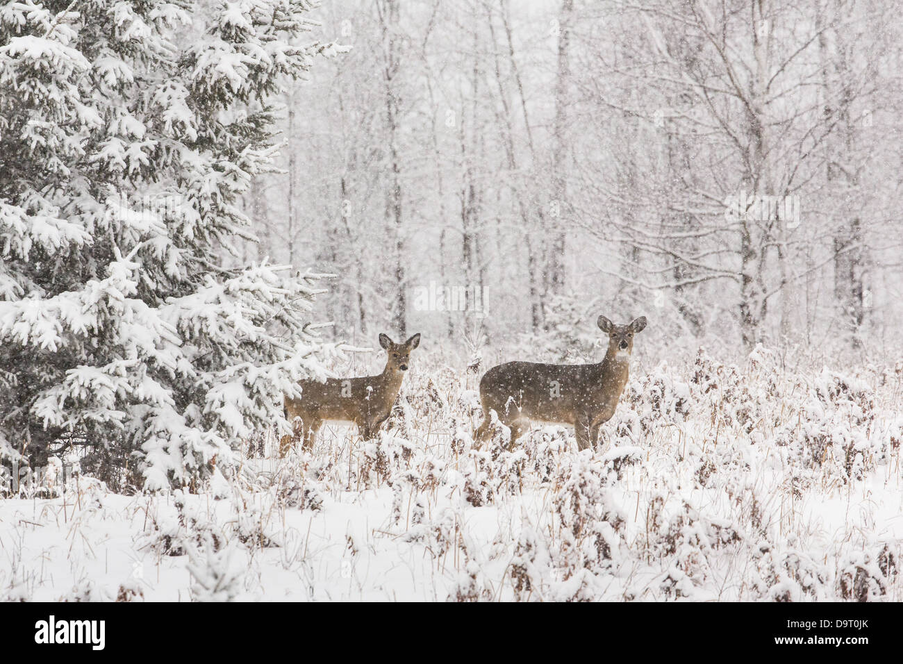 Le cerf de virginie, pendant une tempête Banque D'Images
