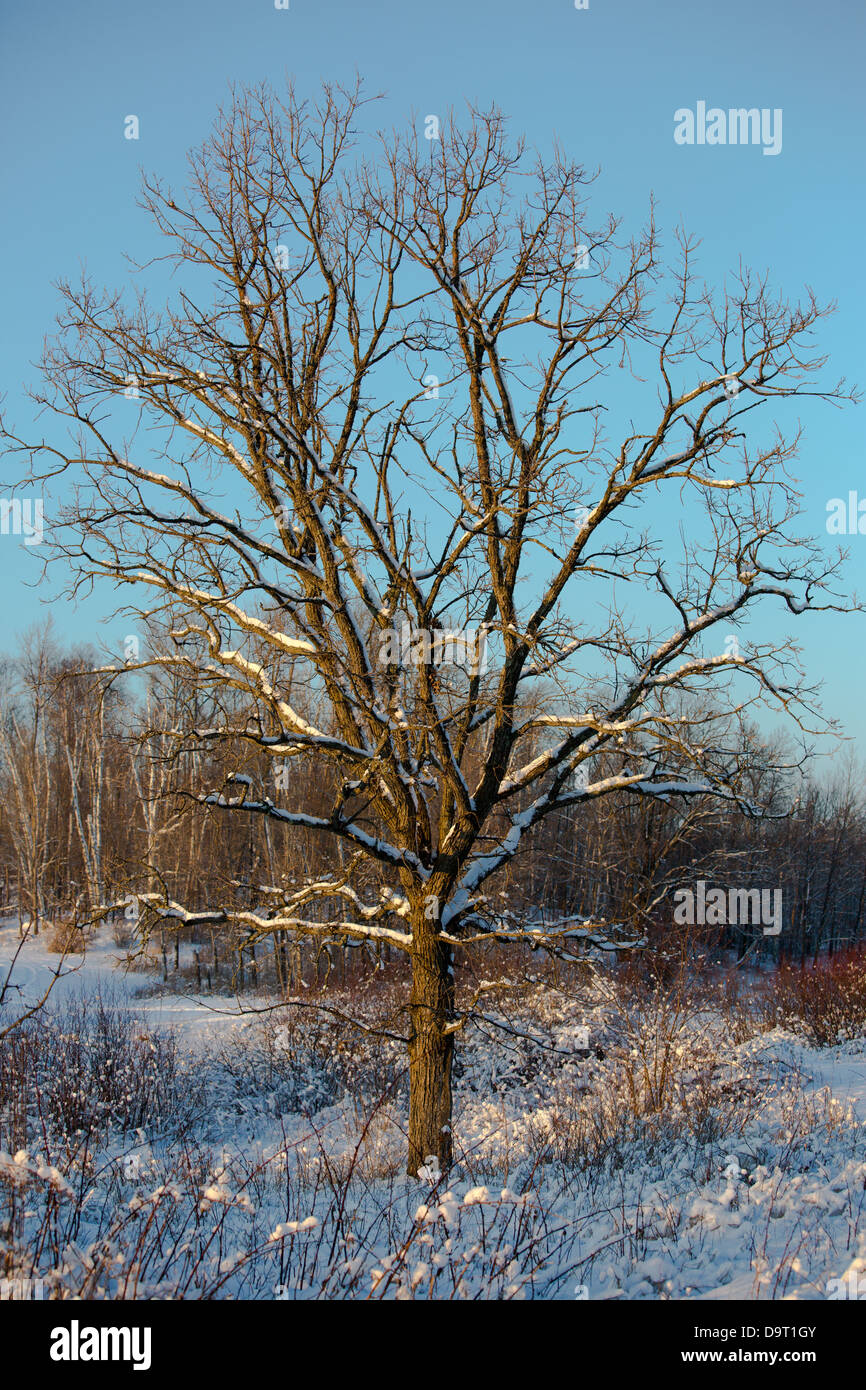 Le chêne arbre dans le nord du Wisconsin Banque D'Images