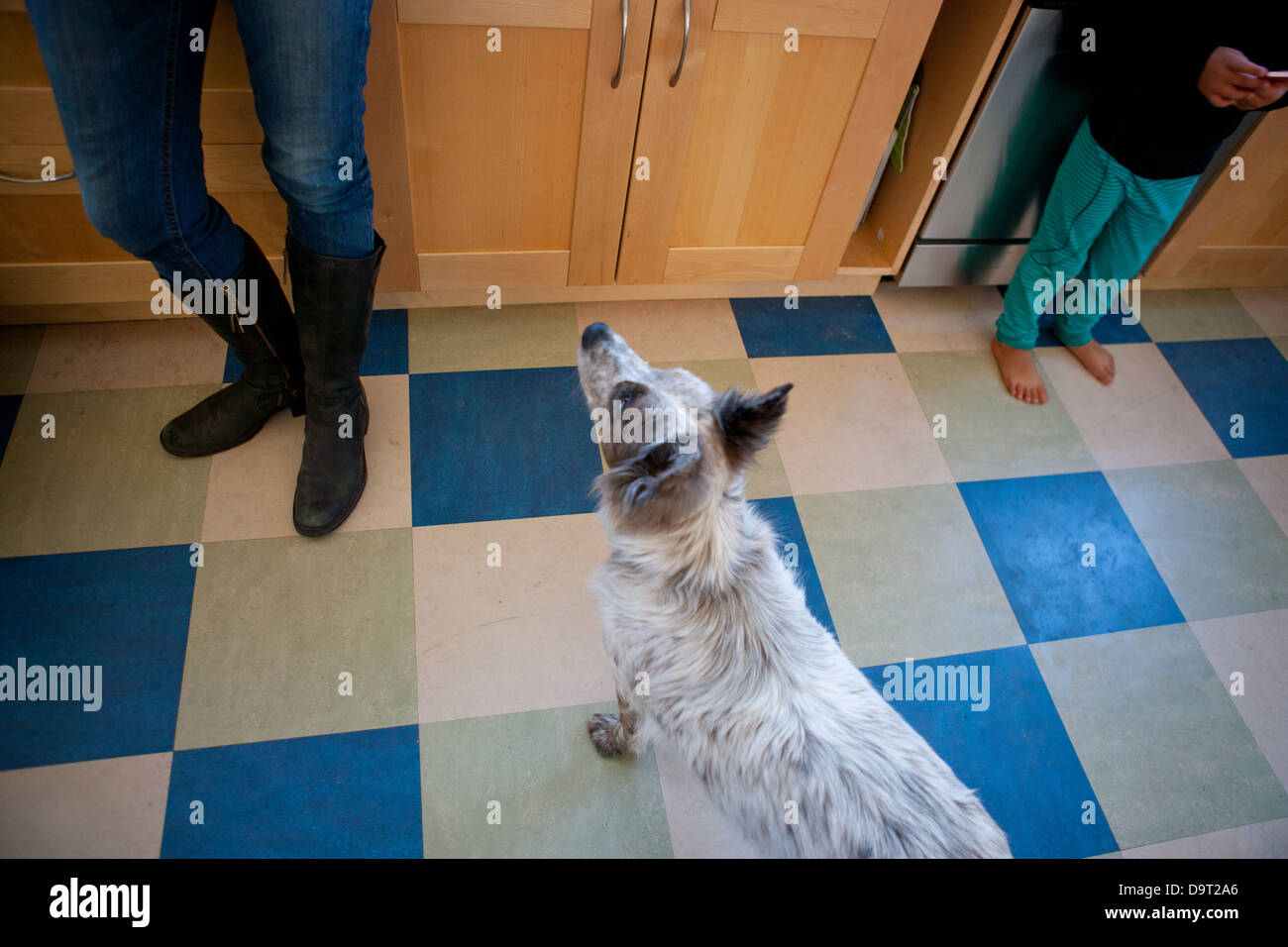 Chien mendier de la nourriture dans la cuisine. Banque D'Images