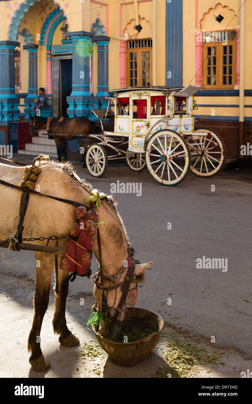 Un cheval et un chariot, Pyin Oo Lwin, Myanmar (Birmanie) Banque D'Images
