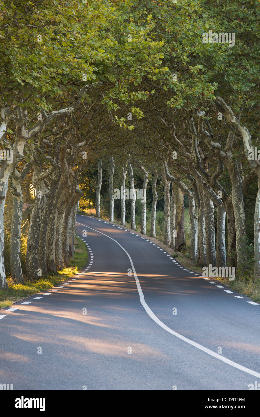 Une avenue d'arbres sur une route ordinaire nr Soreze, Tarn, Languedoc, France Banque D'Images