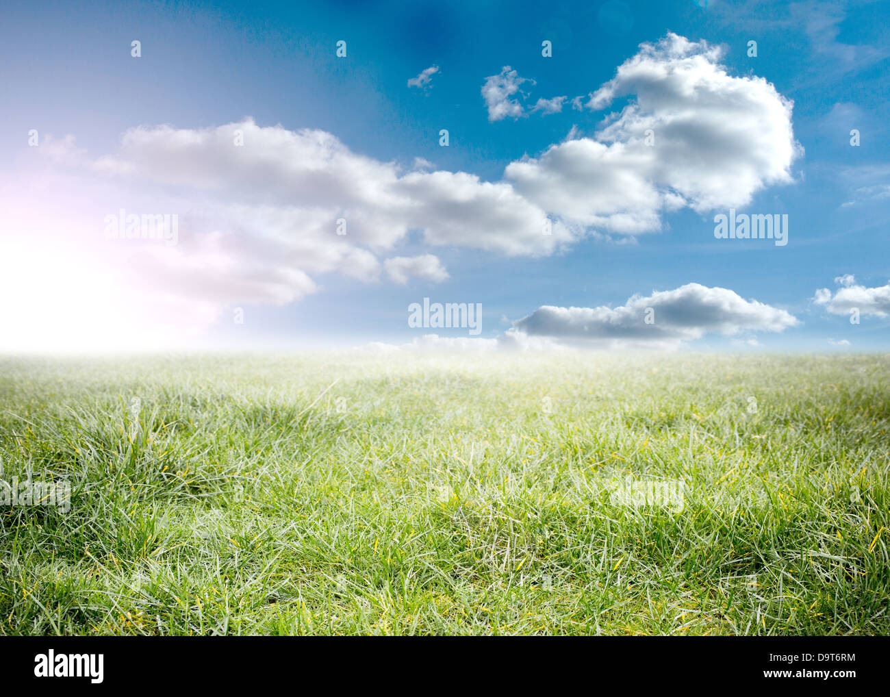 Beauitful green meadow Banque D'Images