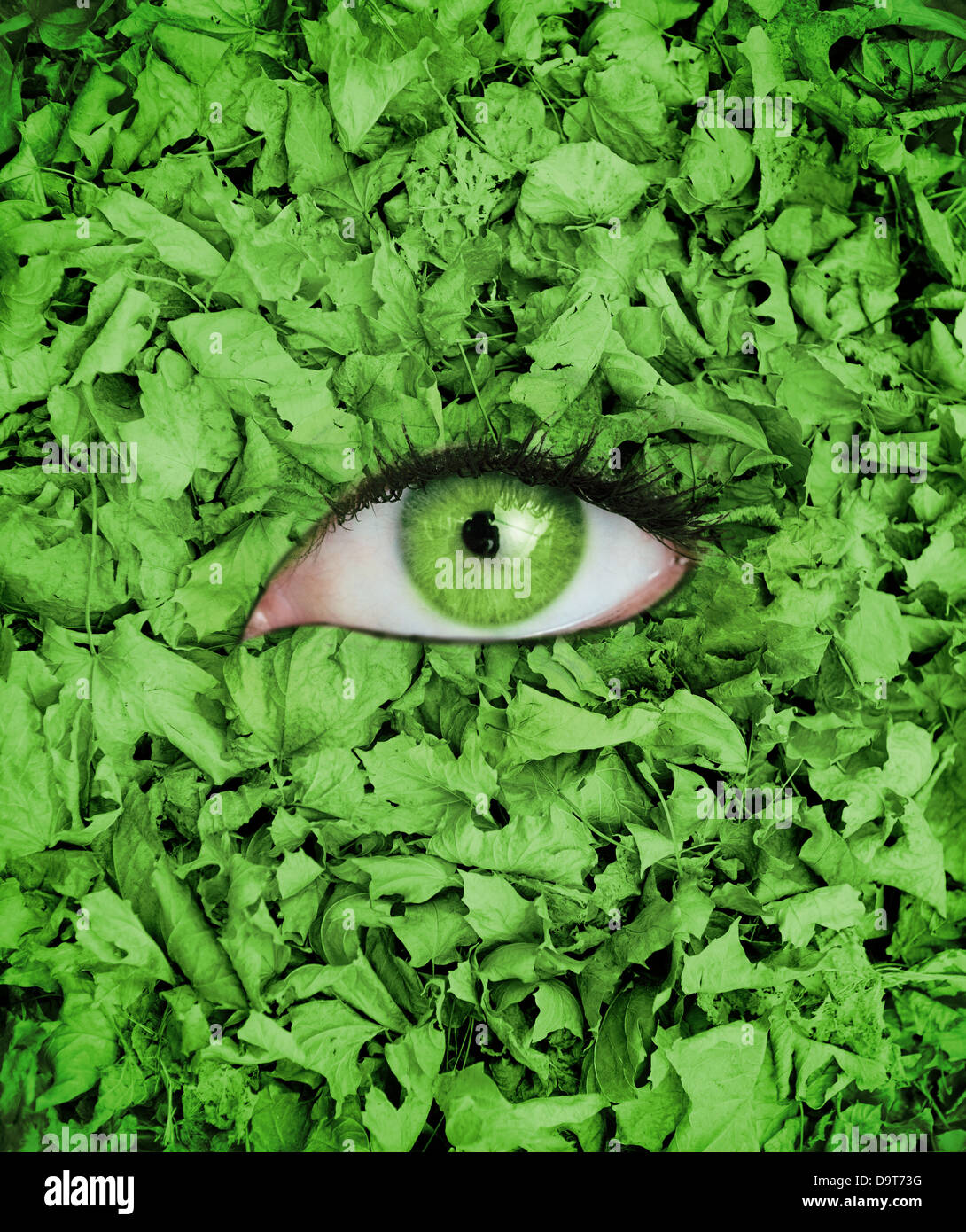 Oeil vert au milieu des feuilles Banque D'Images