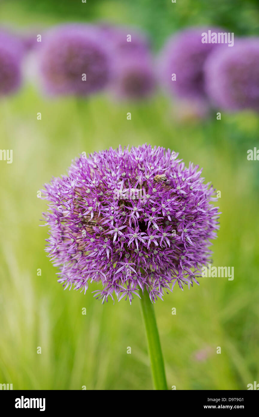 L'allium globemaster fleurs Banque D'Images