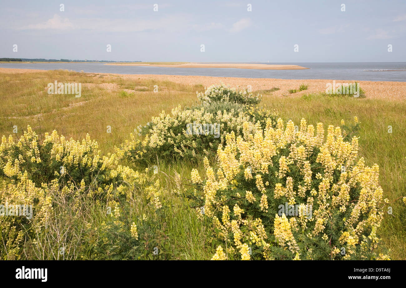 Lupinus arboreus lupin jaune, Bush, à proximité de North Point Weir embouchure de l'Ore, Rue du bardeau, Suffolk, Angleterre Banque D'Images