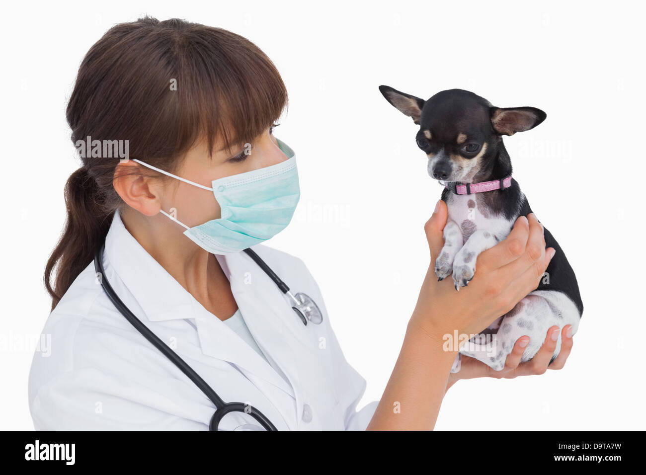 Vétérinaire avec masque de protection tenant un chihuahua Banque D'Images