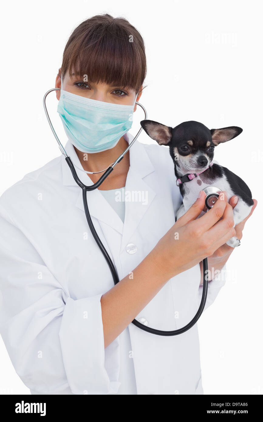 En toute sécurité avec une assurance vétérinaire avec masque de protection tenant un chihuahua Banque D'Images