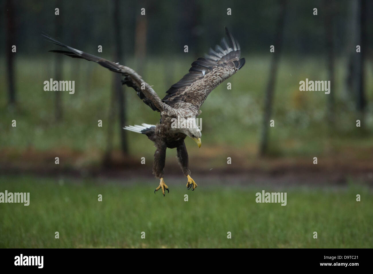 Un white-tailed eagle landing sur le terrain. Banque D'Images