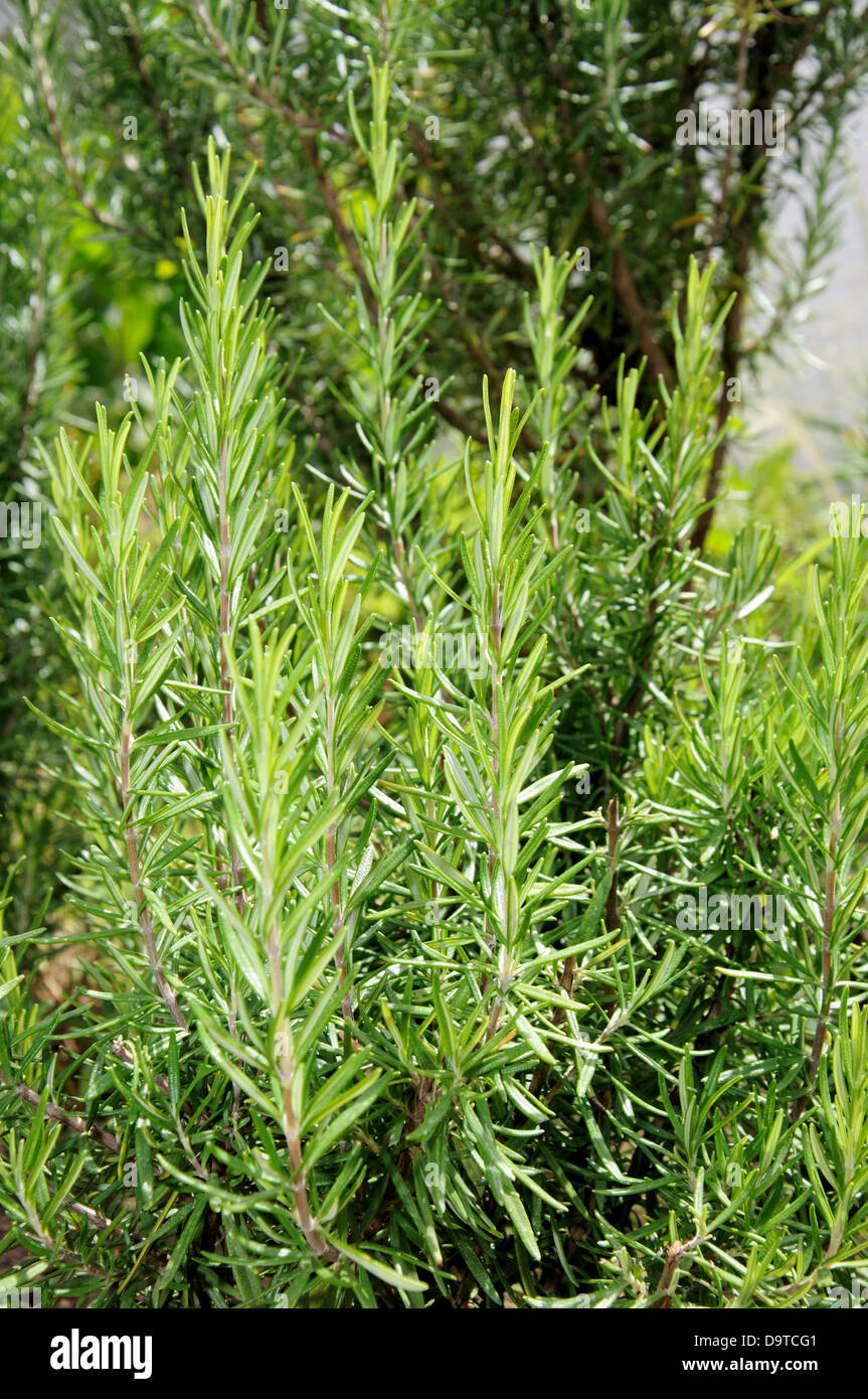 Plante de romarin (Rosmarinus officinalis). Banque D'Images