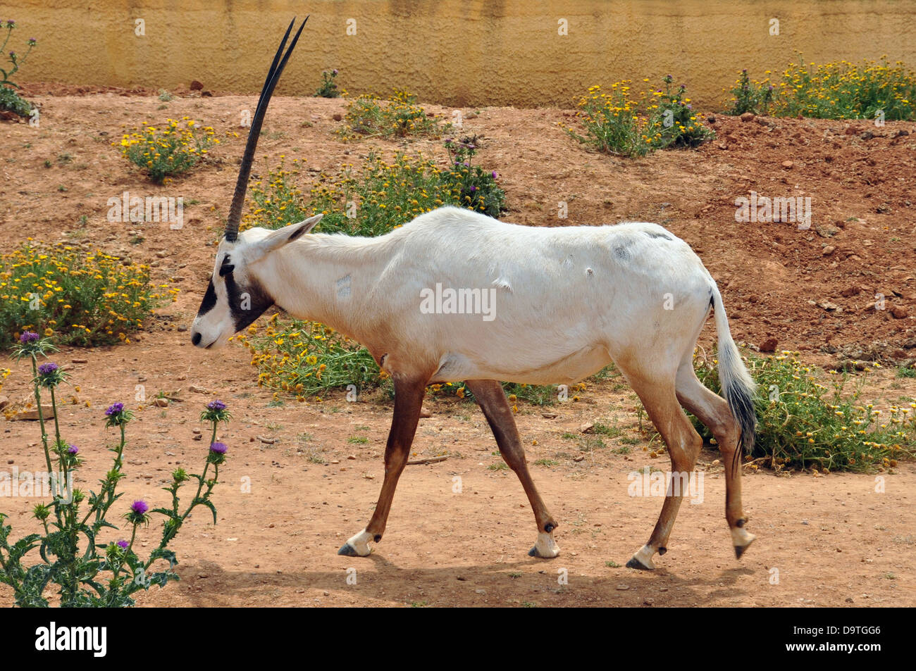 L'oryx et fleurs. Disparu auparavant d'antilopes réintroduit à l'état sauvage dans les années 1980. Banque D'Images