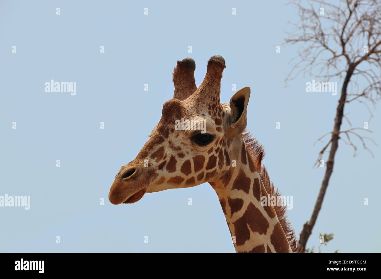 Girafe Girafe Baringo de disparition d'espèces indigènes à l'Ouganda et le Kenya. Banque D'Images