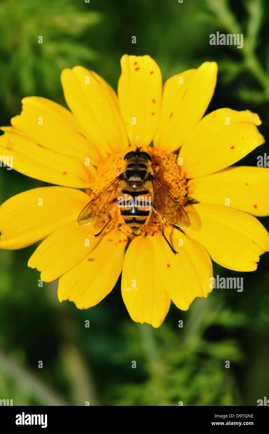 Nectar d'Abeille les ailes sont couvertes de grains de pollen. Processus de la pollinisation des fleurs. Banque D'Images