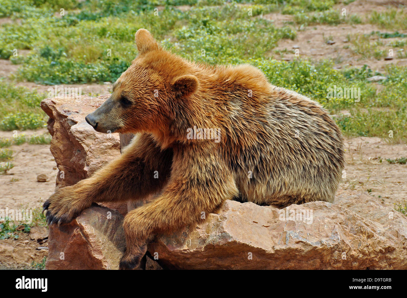 Ours brun reposant sur des rochers. Animal sauvage en milieu naturel. Banque D'Images