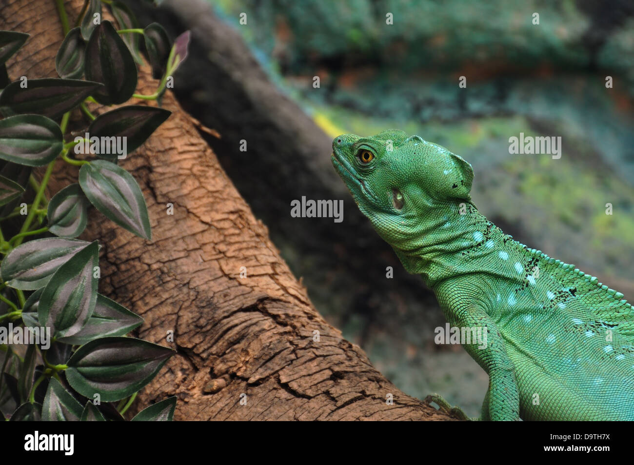 Plumes vert reptile basilic sur Branch. Banque D'Images