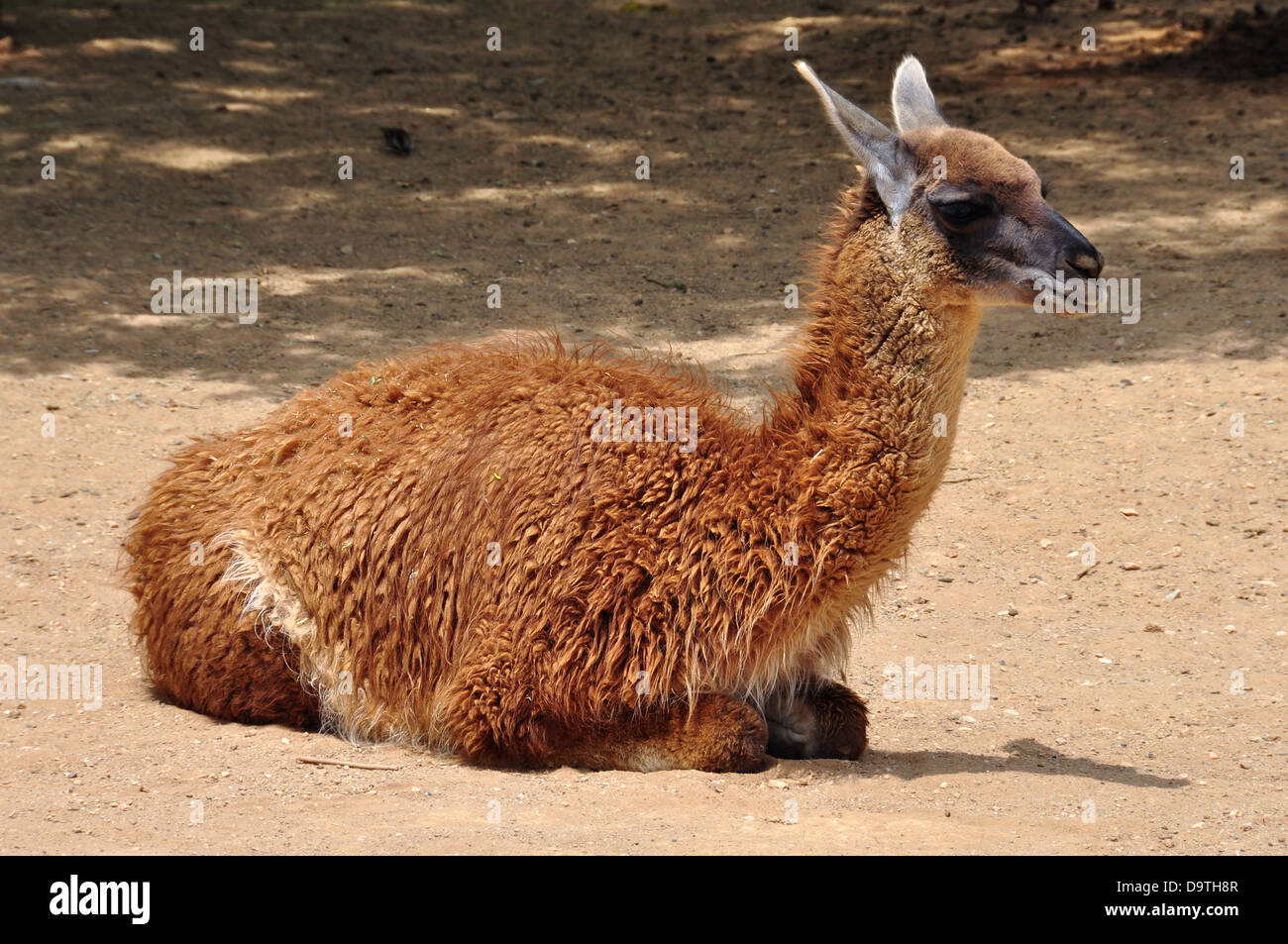 Guanaco lama guanicoe animal des camélidés en appui au sol sur la journée ensoleillée. Banque D'Images