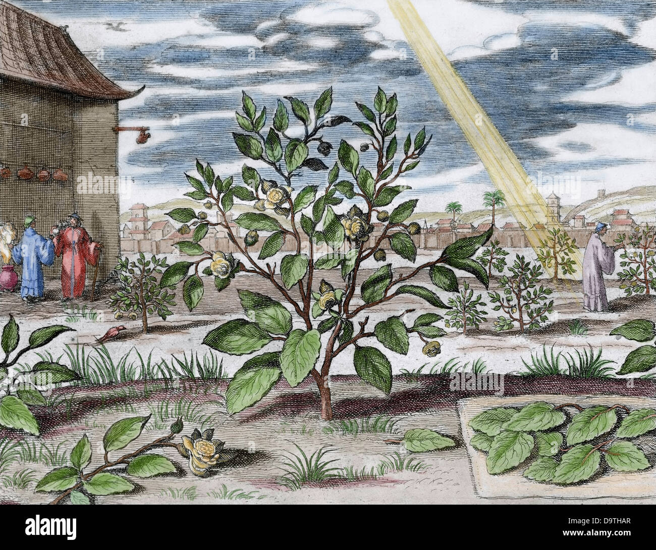 Athanasius Kircher (1601/1602-1680) érudit jésuite allemand.. chine, monumentis qua sacris qua profanis, 1667. L'usine de thé de couleur.. Banque D'Images