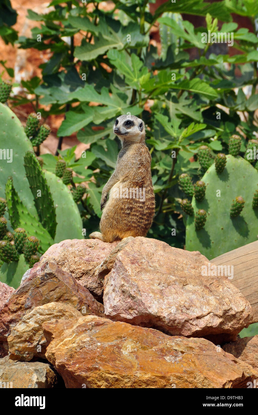 Meerkat debout sur les pattes arrière. Petit animal suricate montent la garde. Banque D'Images