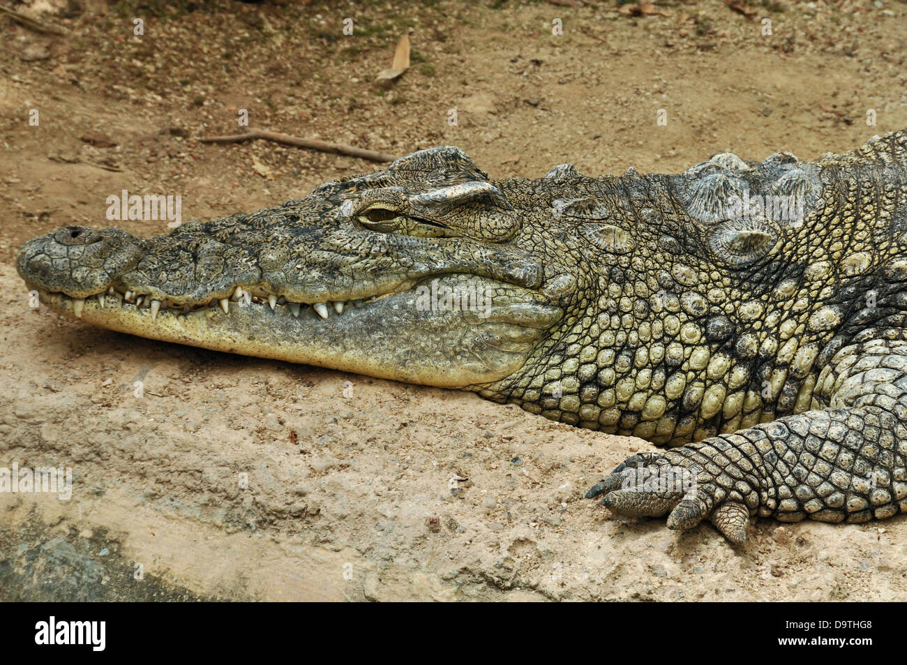 Crocodile du Nil, un des plus grands reptiles dans le monde. Fond d'animaux sauvages. Banque D'Images